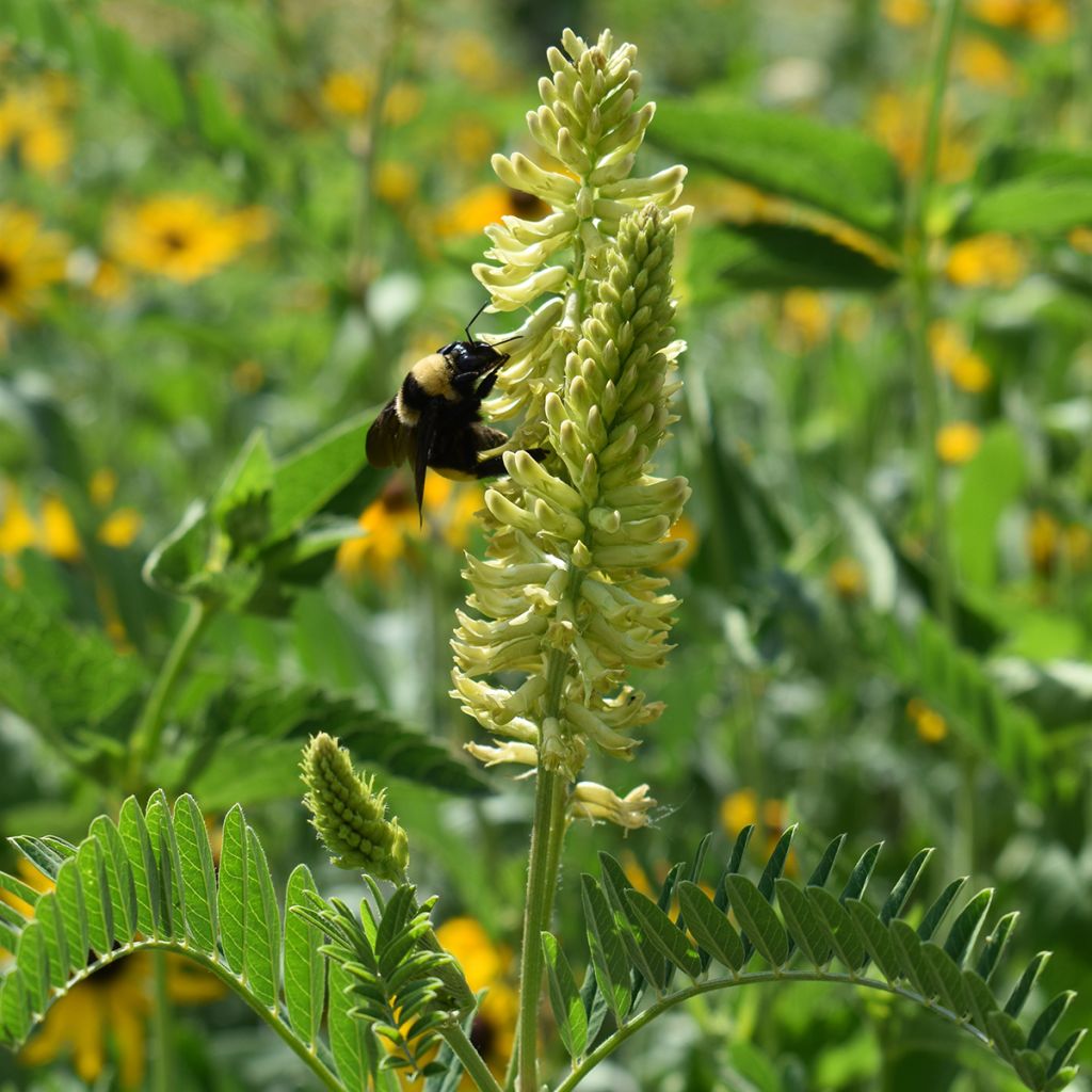 Astragalus canadensis - Canadian Milkvetch