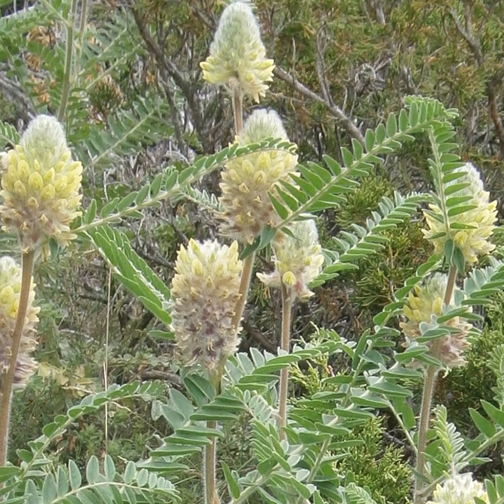 Astragalus centralpinus