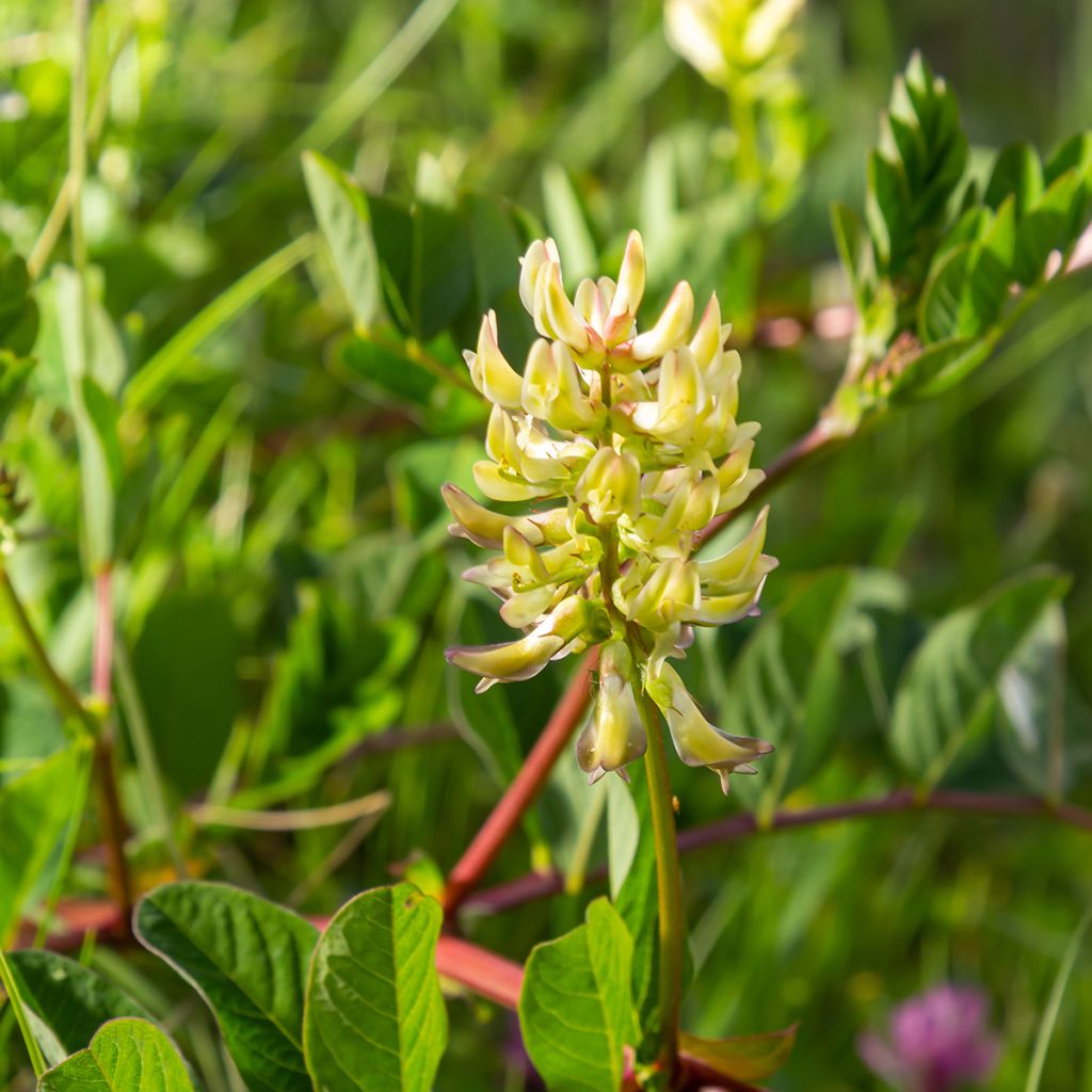 Astragalus glycyphyllos - Milkvetch