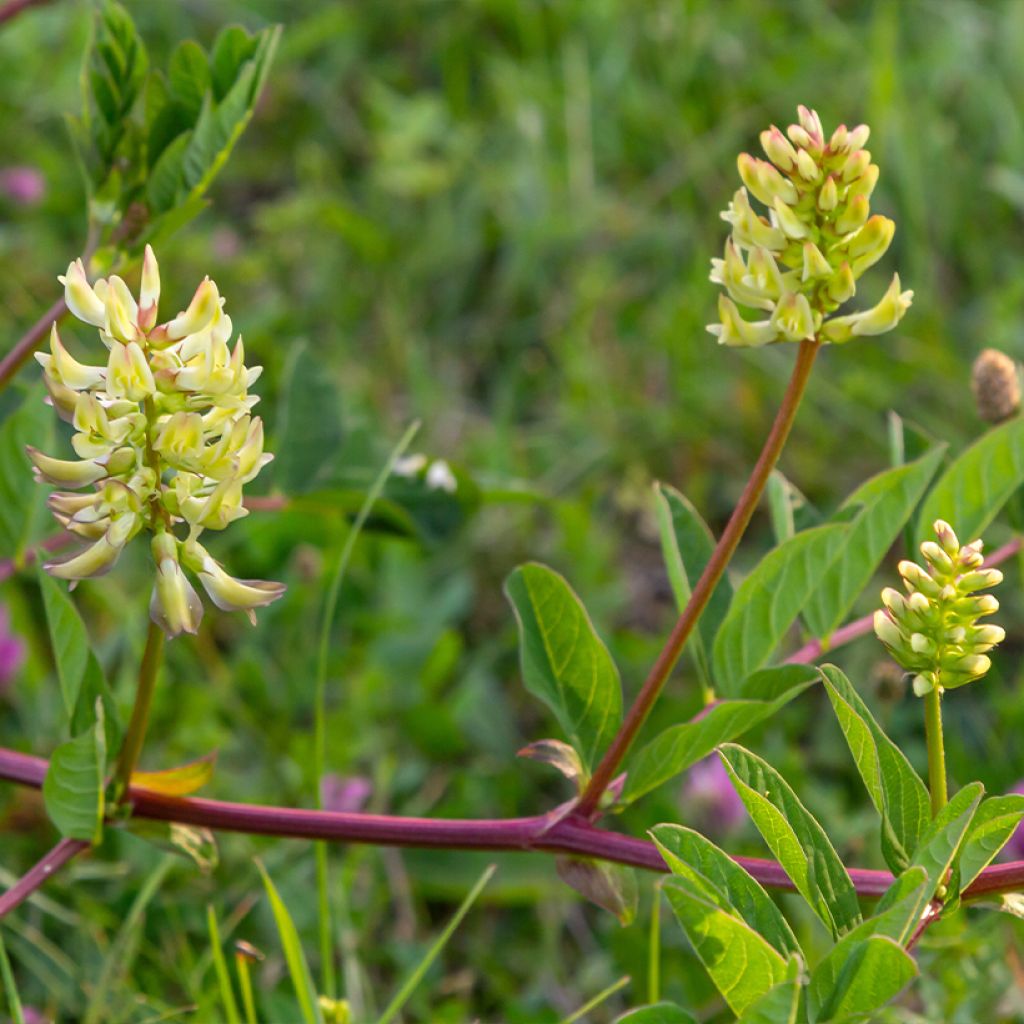 Astragalus glycyphyllos - Milkvetch