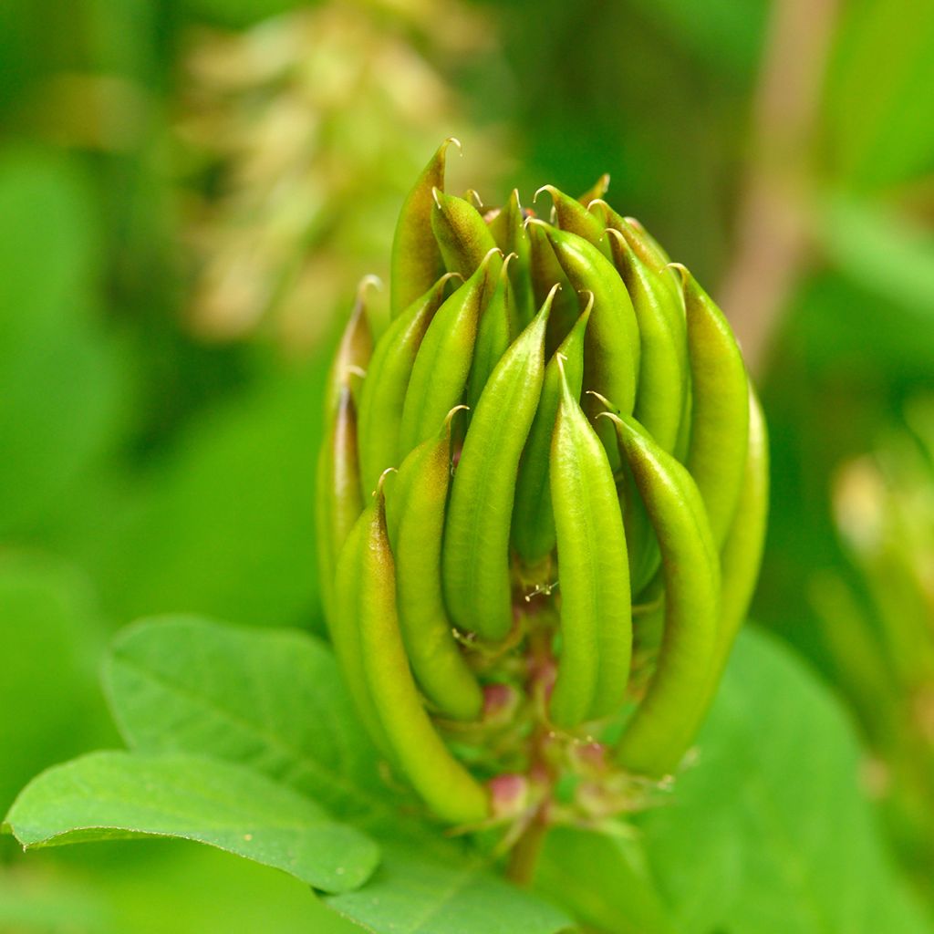 Astragalus glycyphyllos - Milkvetch