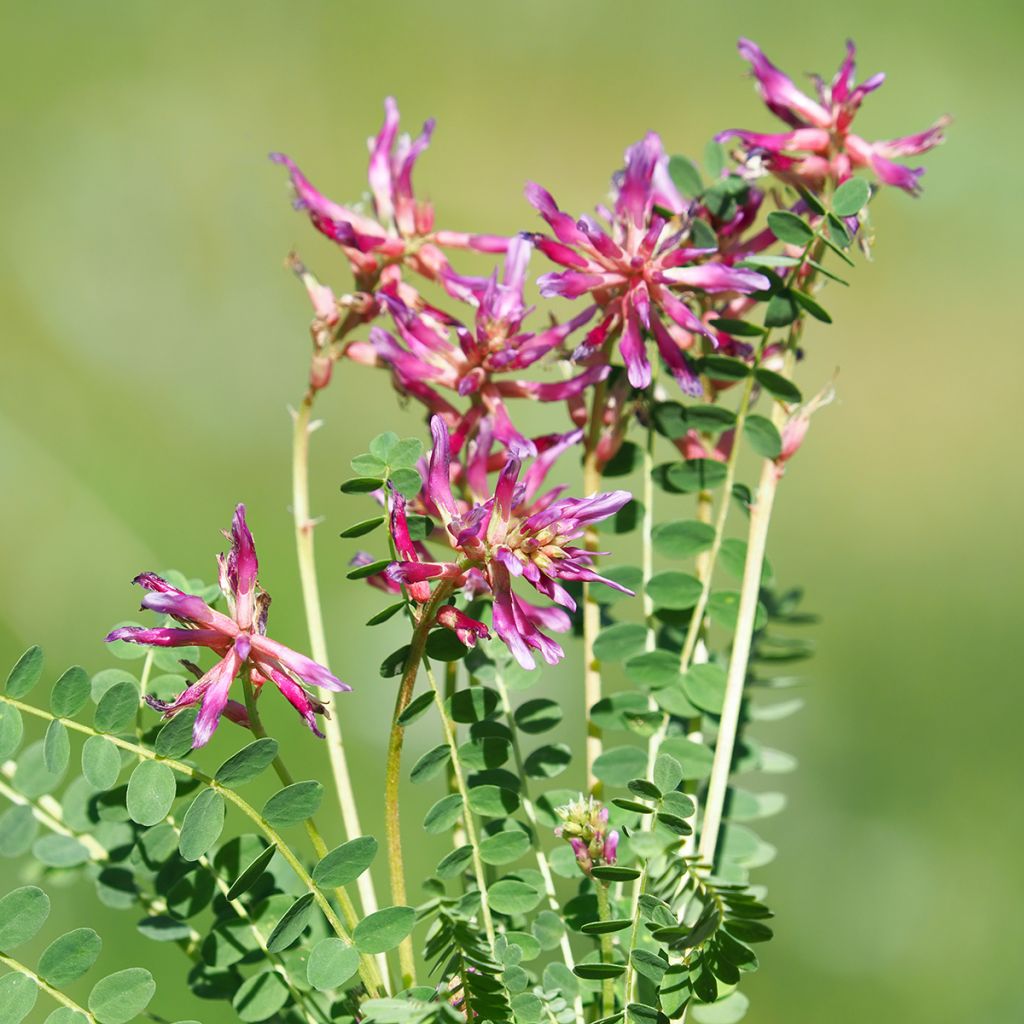 Astragalus monspessulanus - Montpelier milkvetch