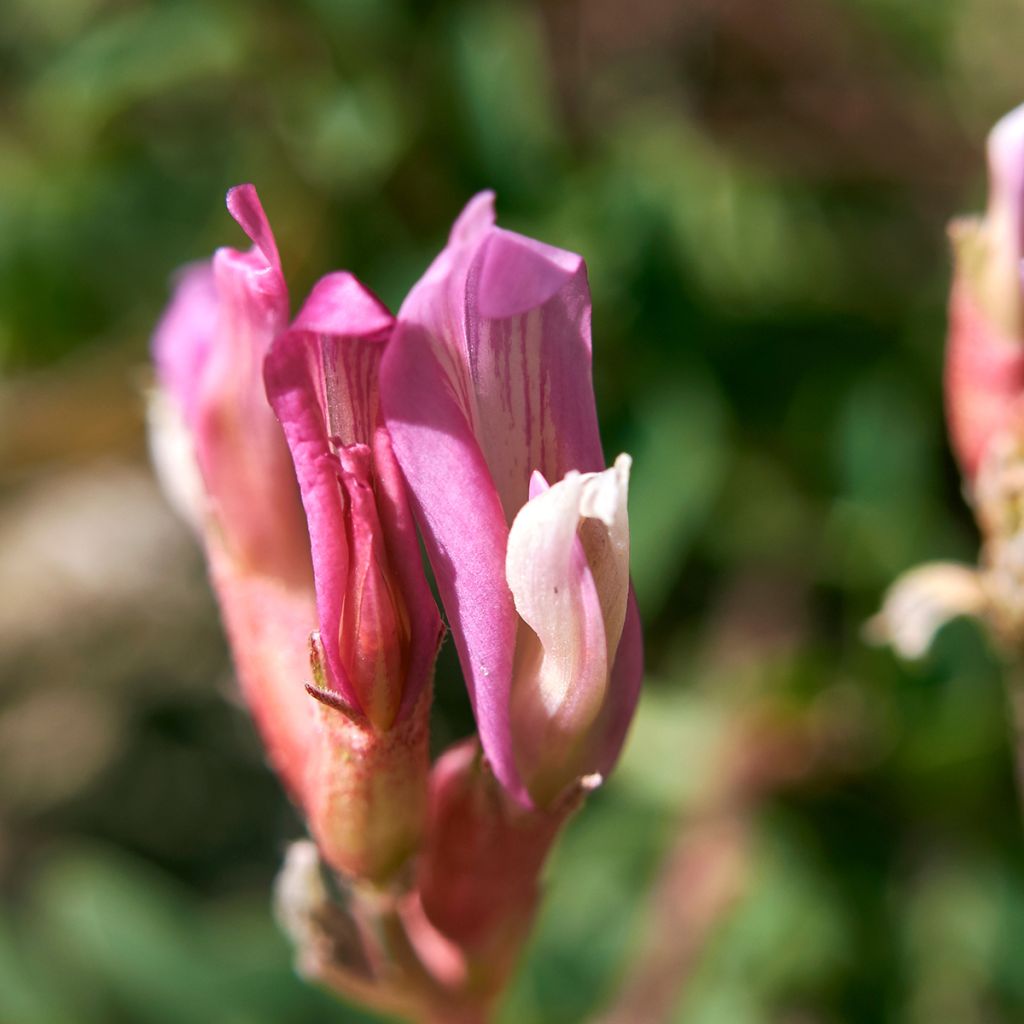 Astragalus monspessulanus - Montpelier milkvetch