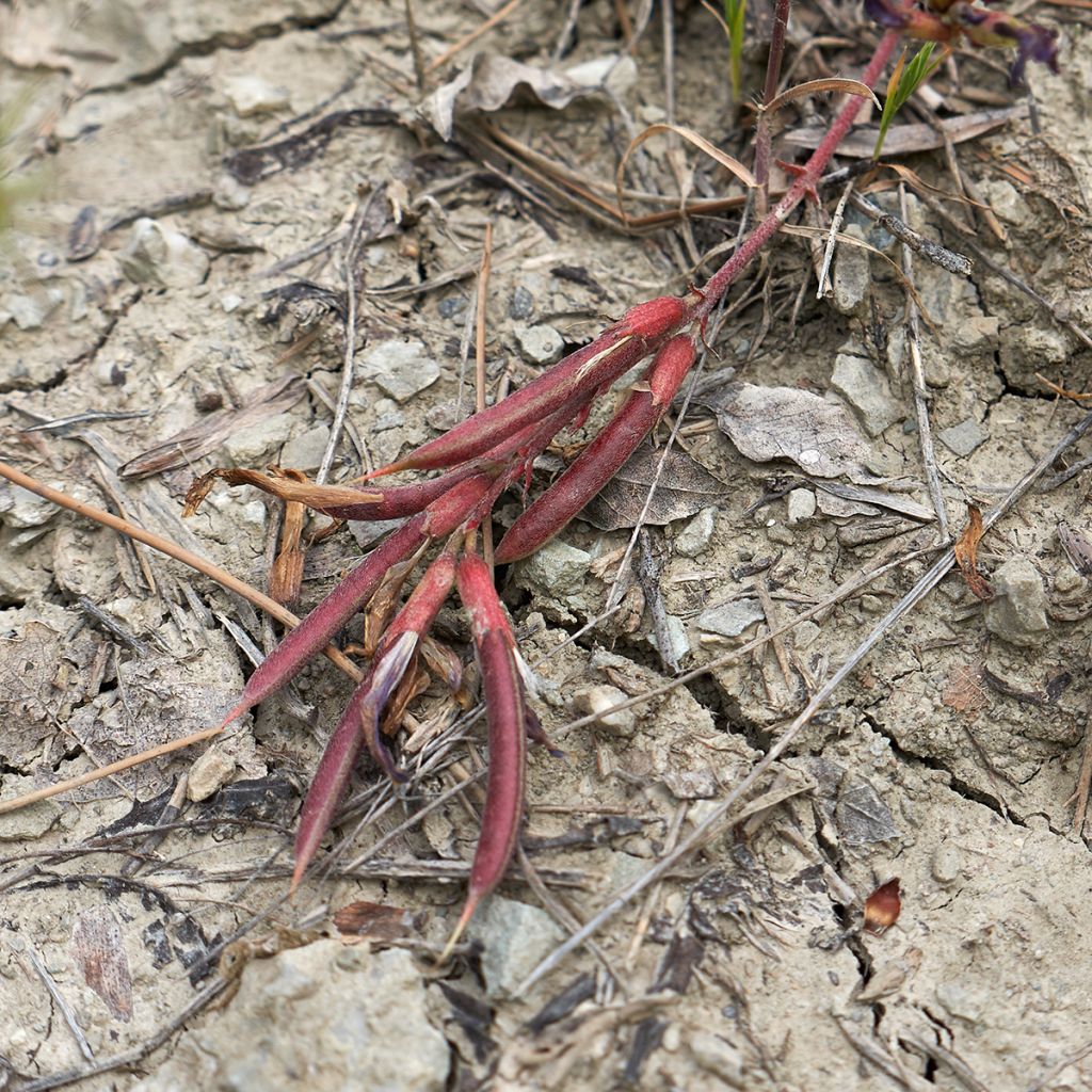 Astragalus monspessulanus - Montpelier milkvetch