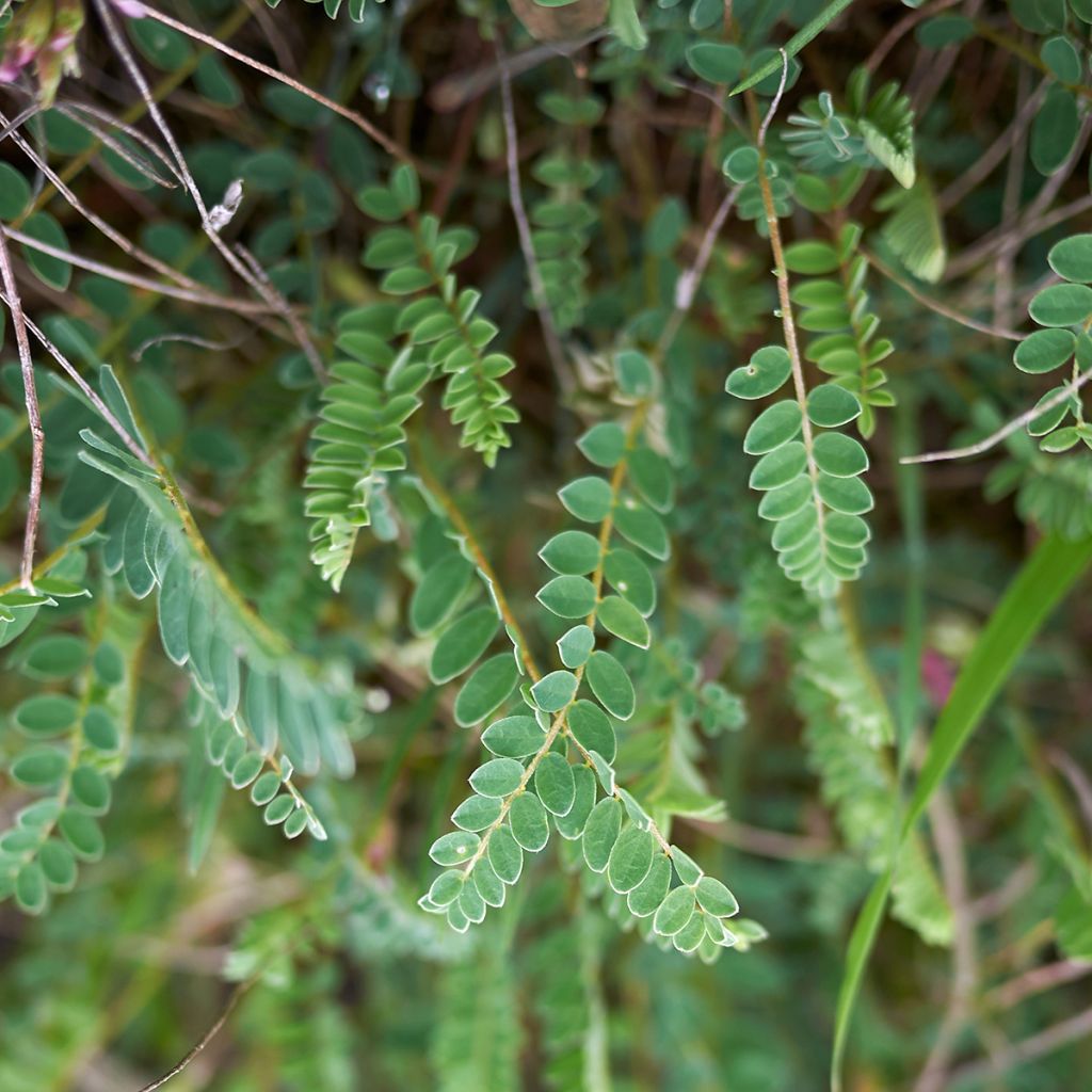 Astragalus monspessulanus - Montpelier milkvetch