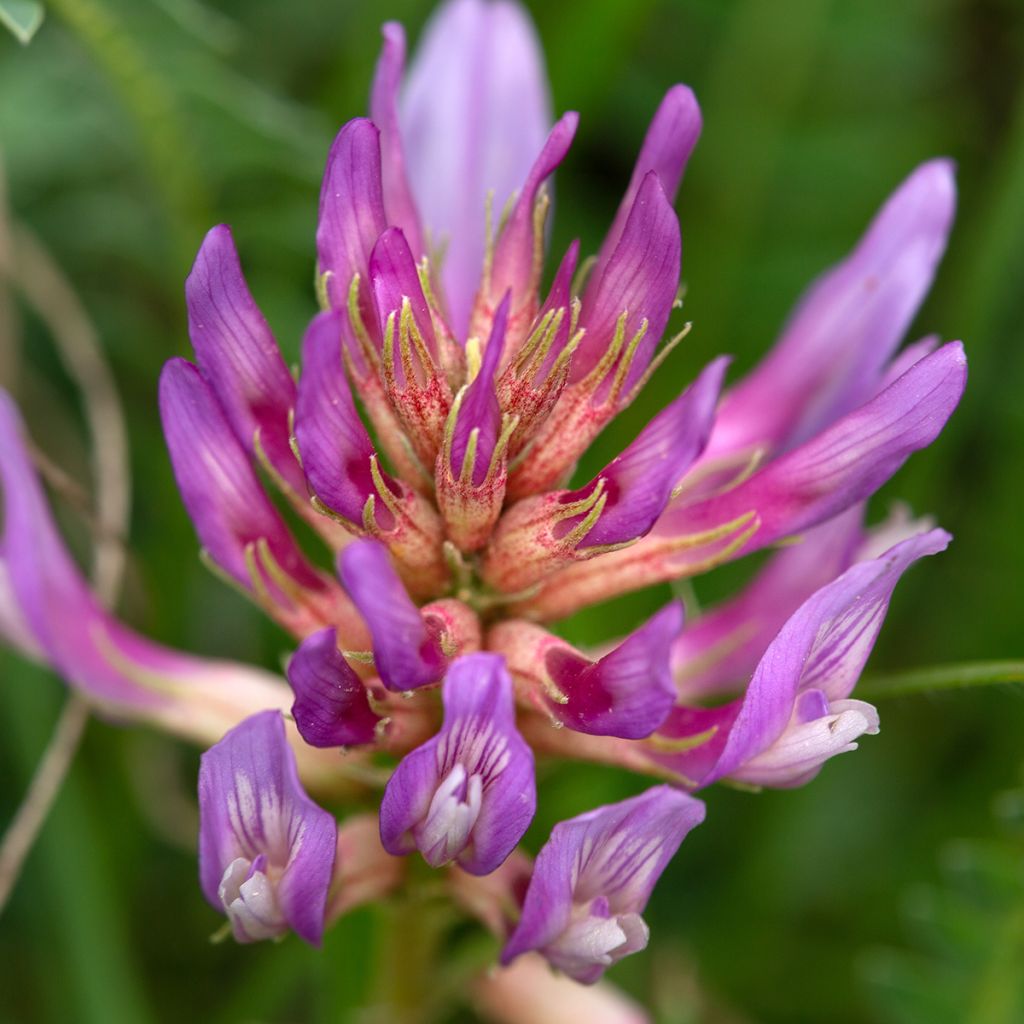 Astragalus monspessulanus - Montpelier milkvetch