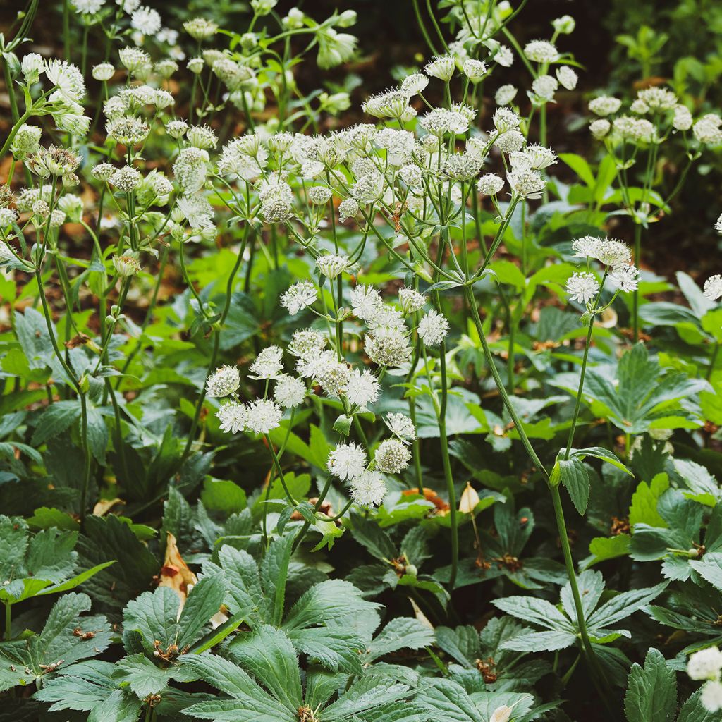 Astrantia major 'Alba' 