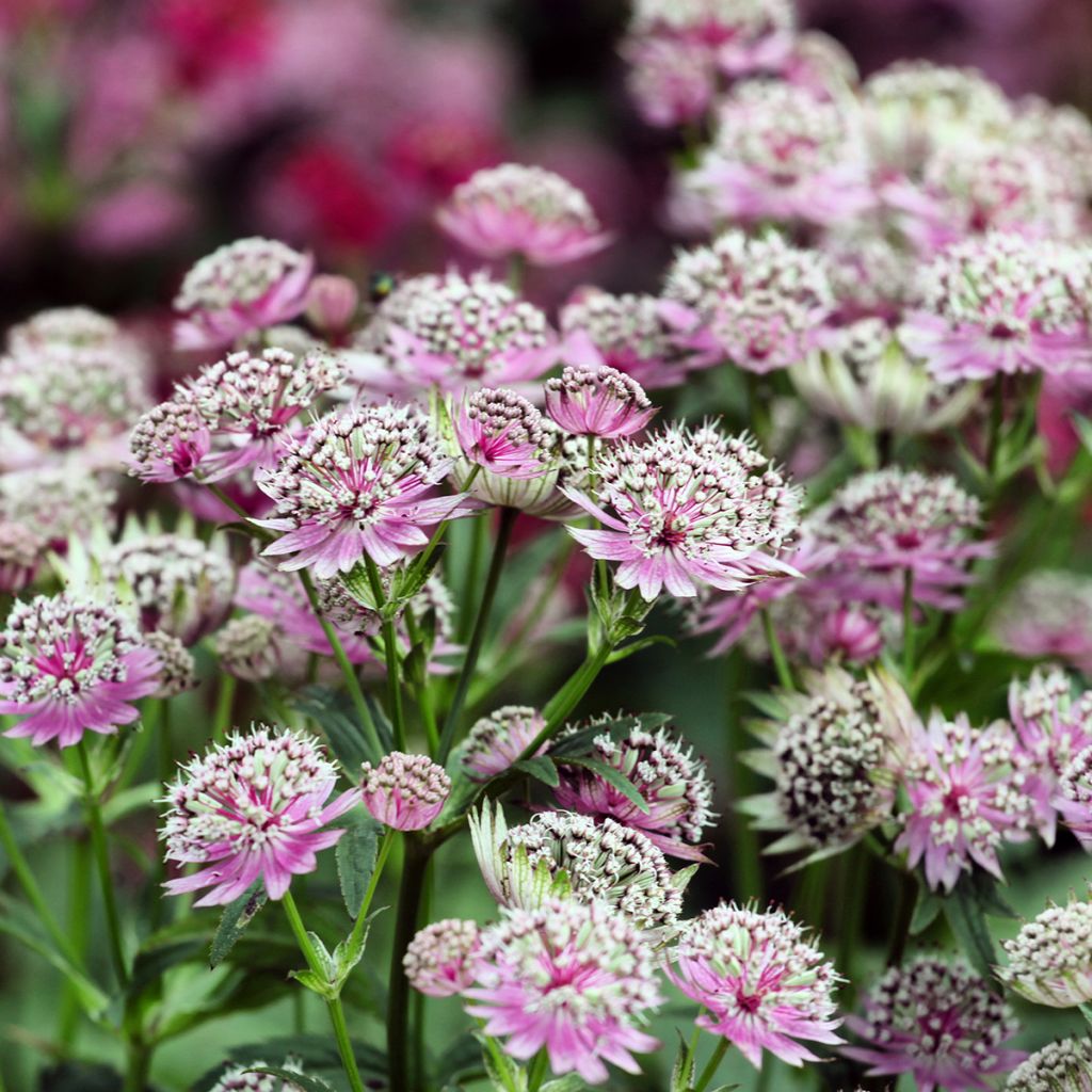 Astrantia major Buckland - Great Masterwort