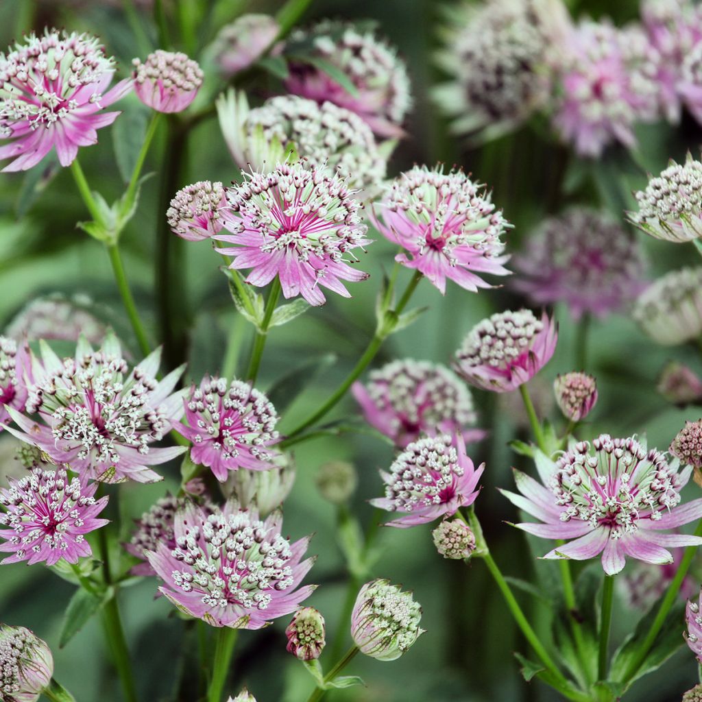 Astrantia major Buckland - Great Masterwort