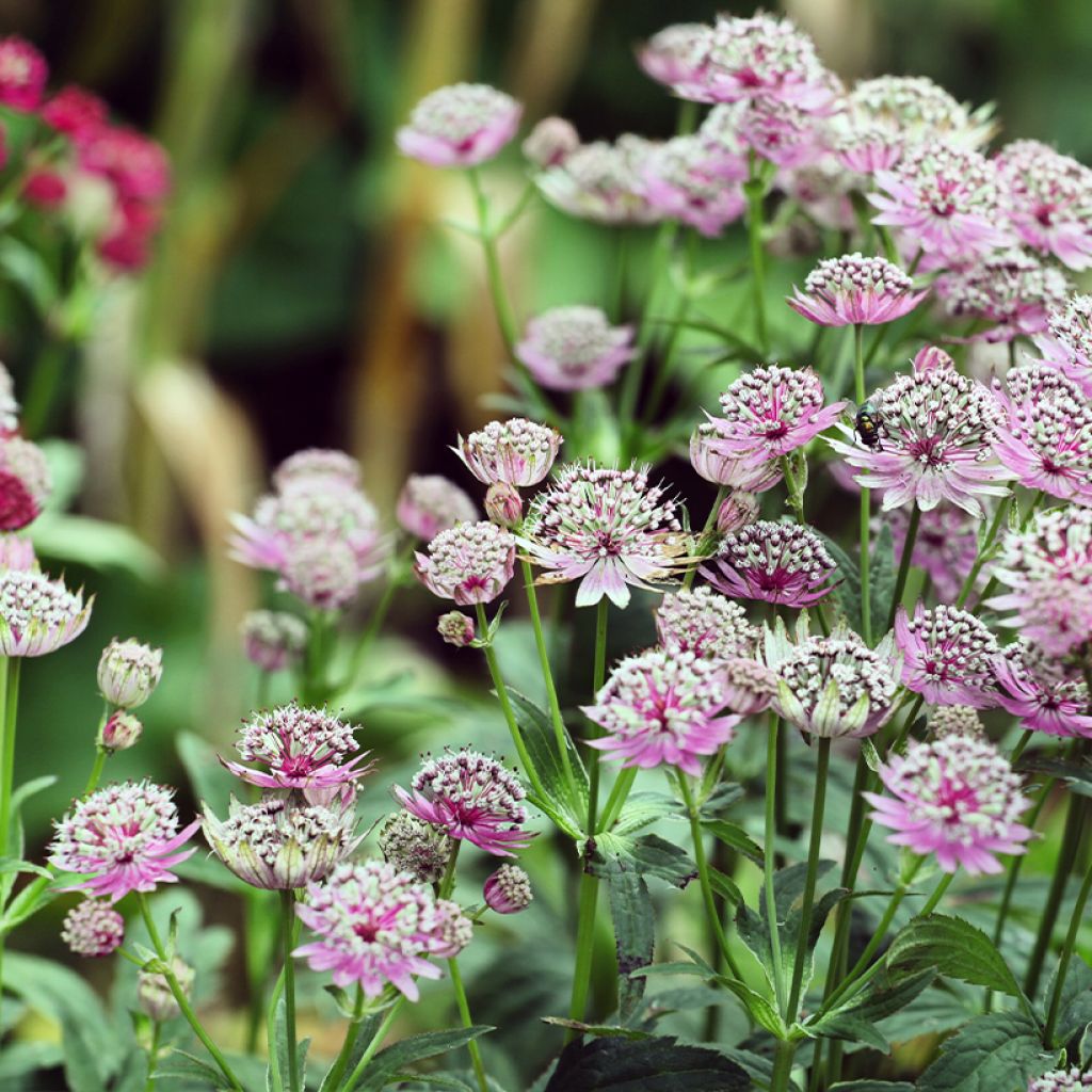 Astrantia major Buckland - Great Masterwort