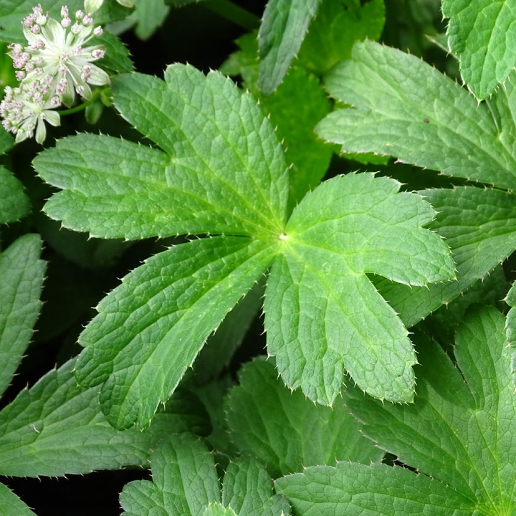 Astrance - Astrantia major Buckland