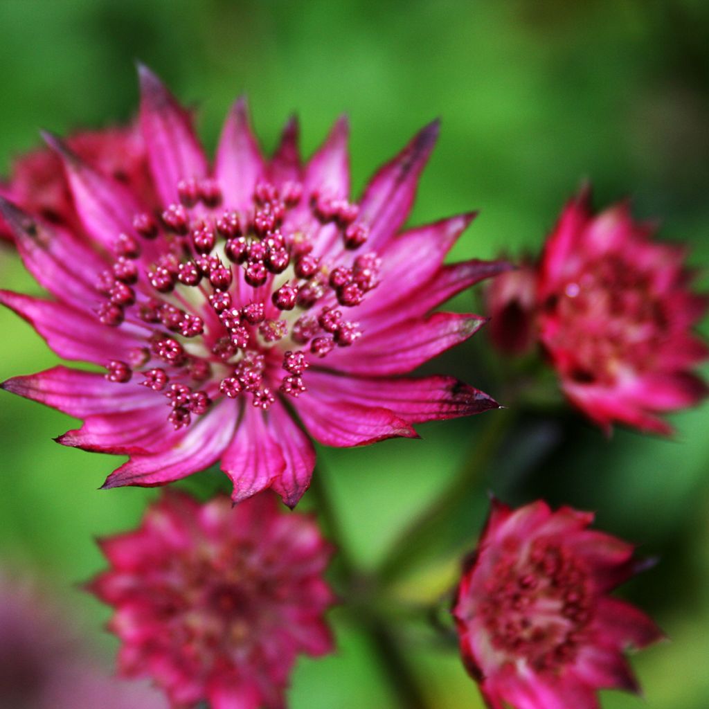 Astrance - Astrantia major Burgundy Manor