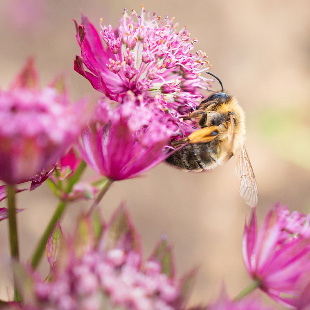 Astrantia major Claret - Great Masterwort