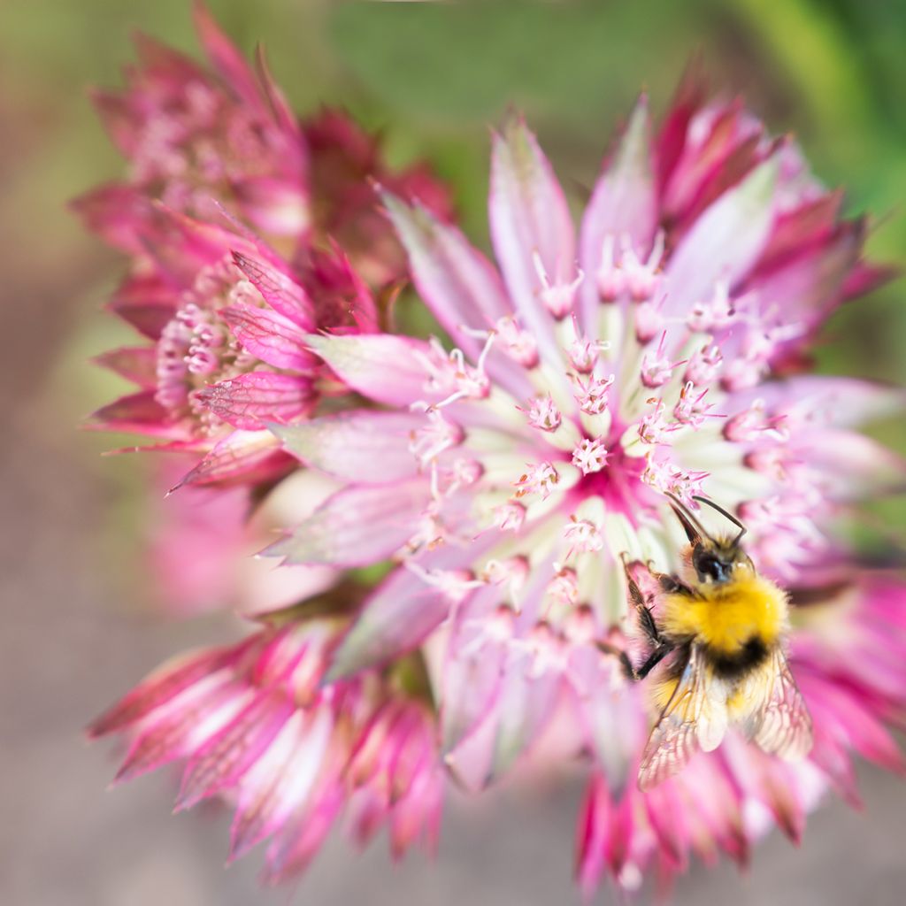 Astrantia major Claret - Great Masterwort