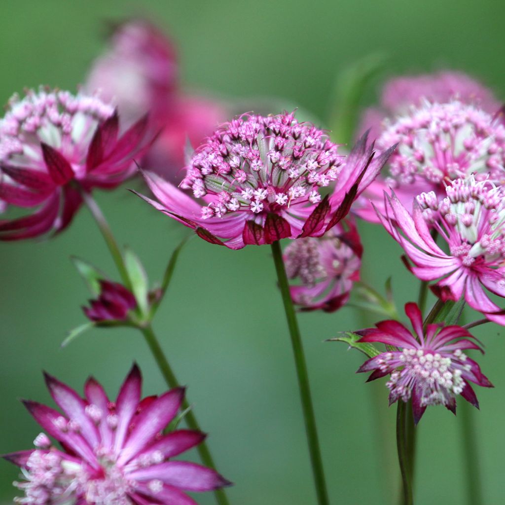 Astrantia major Claret - Great Masterwort