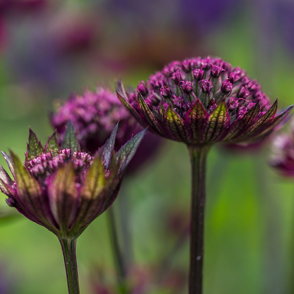 Astrantia major 'Hadspen Blood'