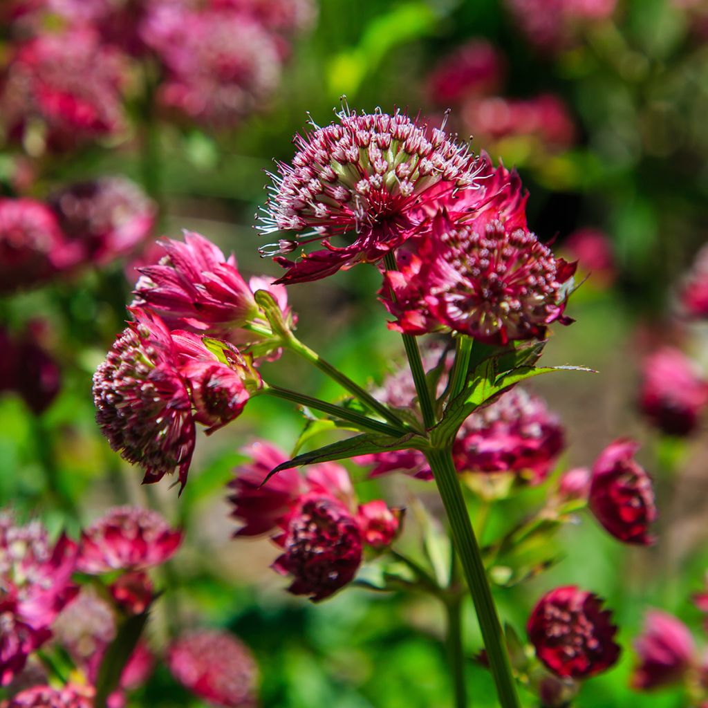 Astrantia major 'Lars'