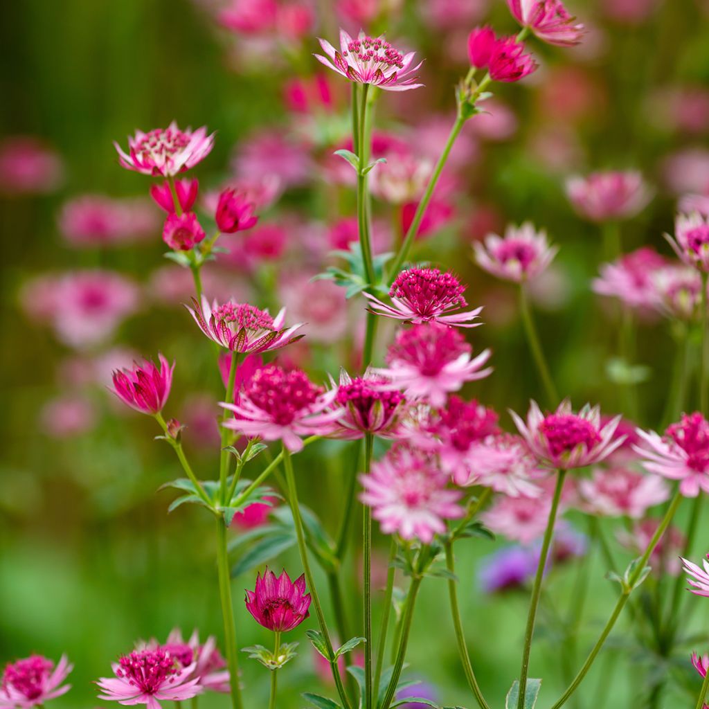 Astrantia major 'Lars'