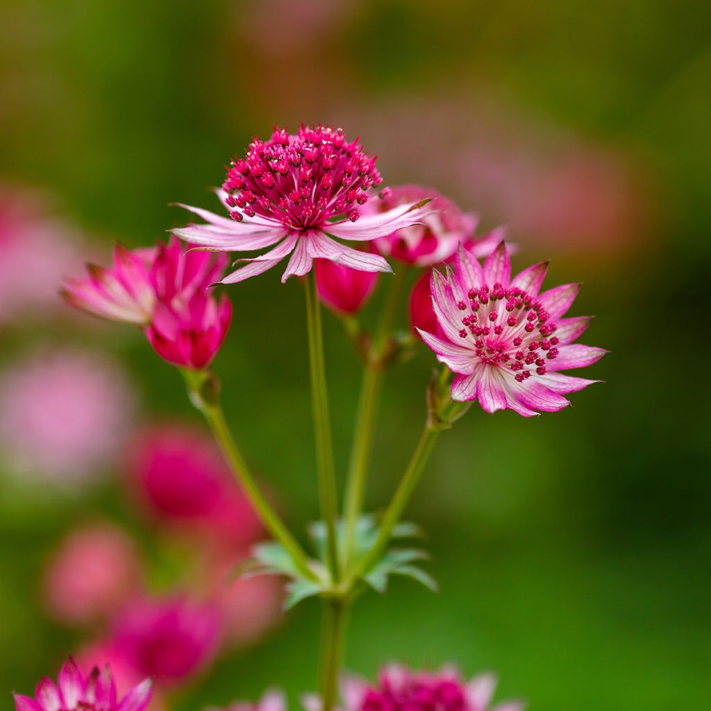 Astrantia major 'Lars'