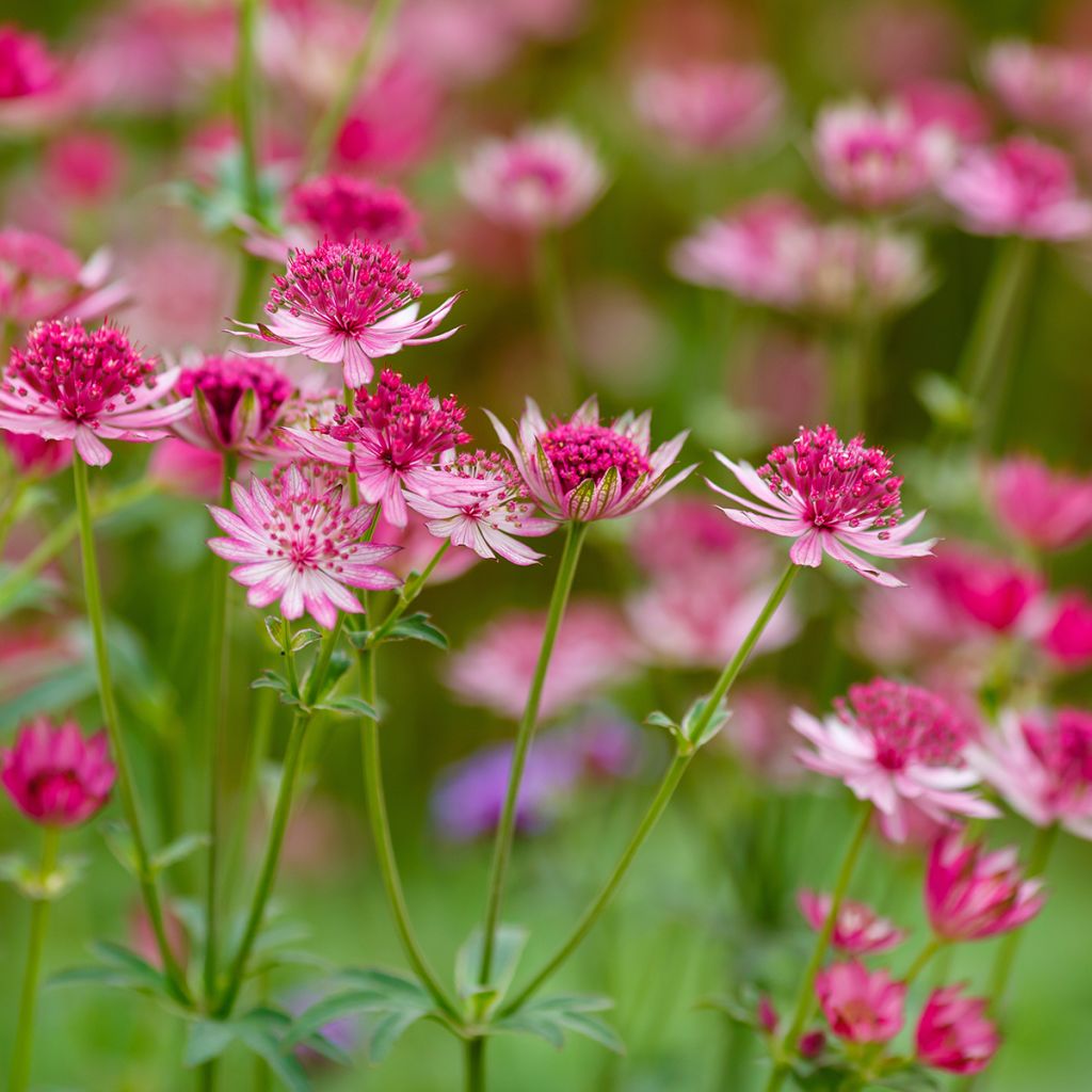 Astrantia major 'Lars'