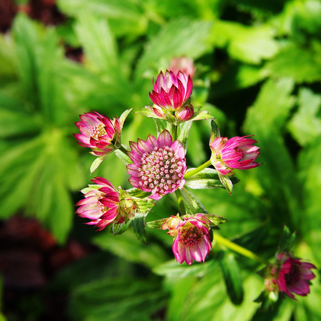 Astrantia major 'Lars'