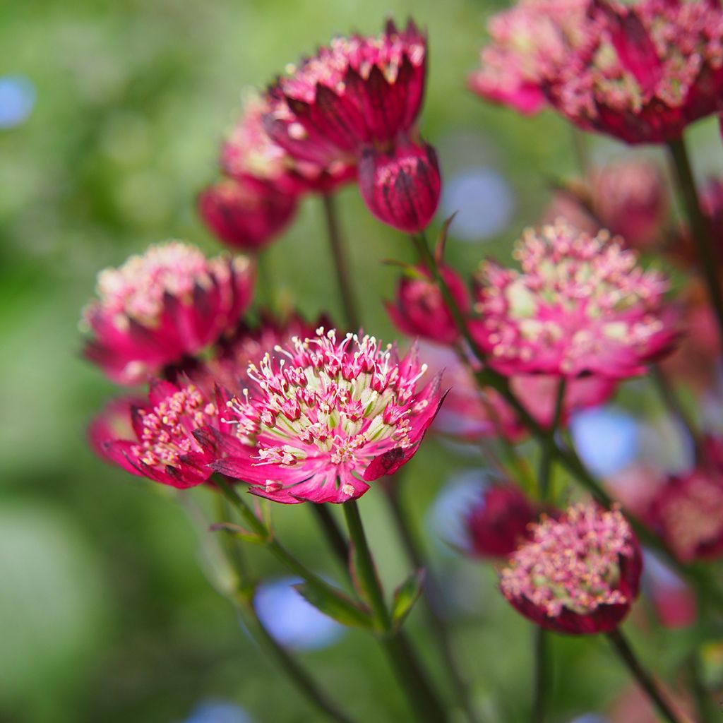 Astrantia Moulin Rouge