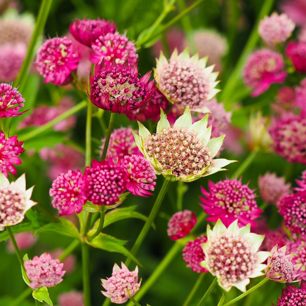 Astrantia Moulin Rouge