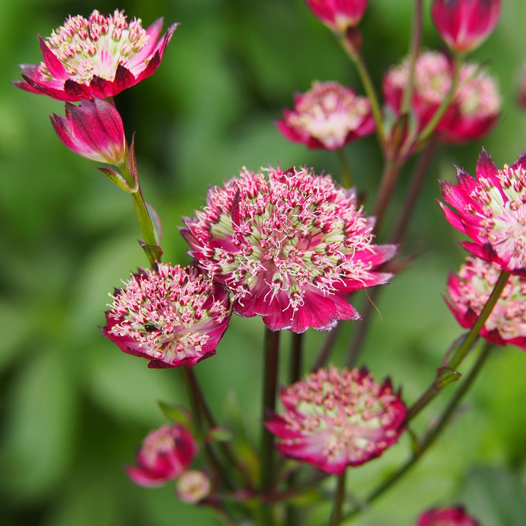 Astrantia Moulin Rouge