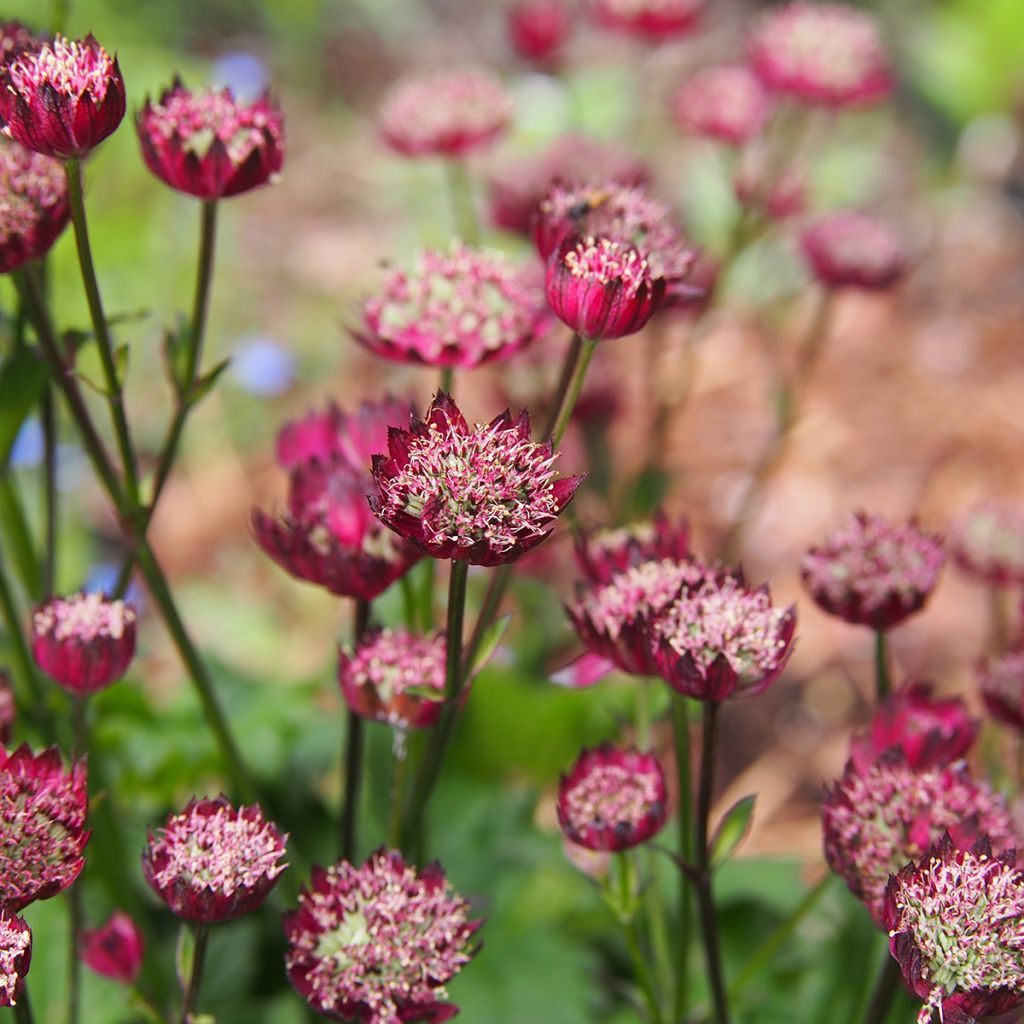 Astrantia Moulin Rouge