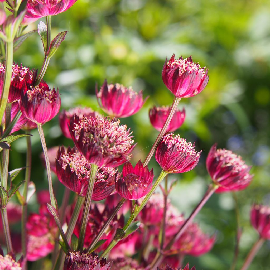 Astrantia Moulin Rouge