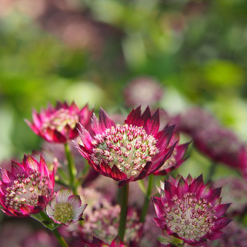 Astrantia Moulin Rouge