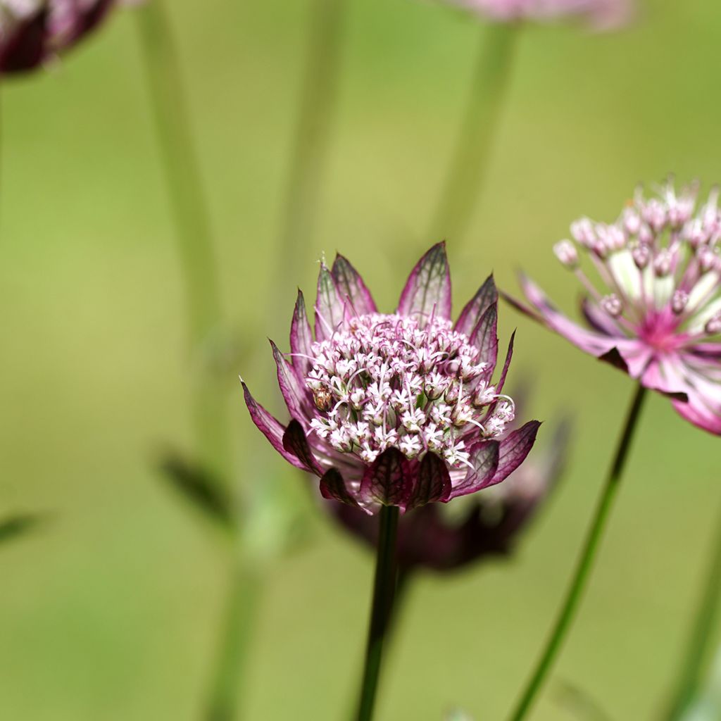 Astrantia major Primadonna - Great Masterwort