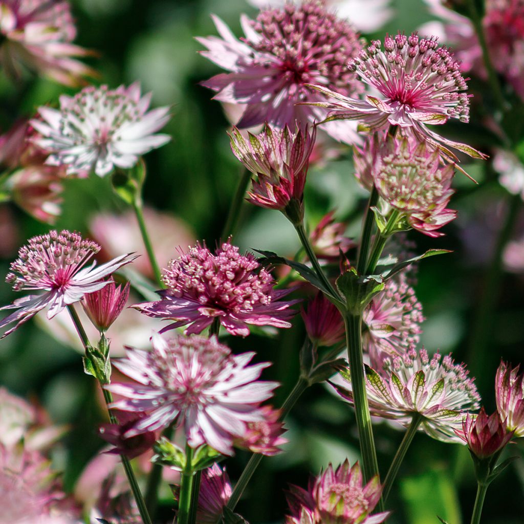 Astrantia major 'Roma'