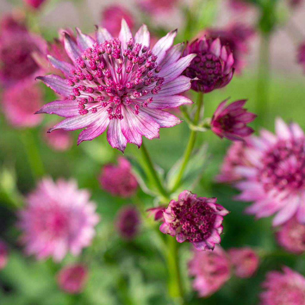 Astrantia major 'Roma'