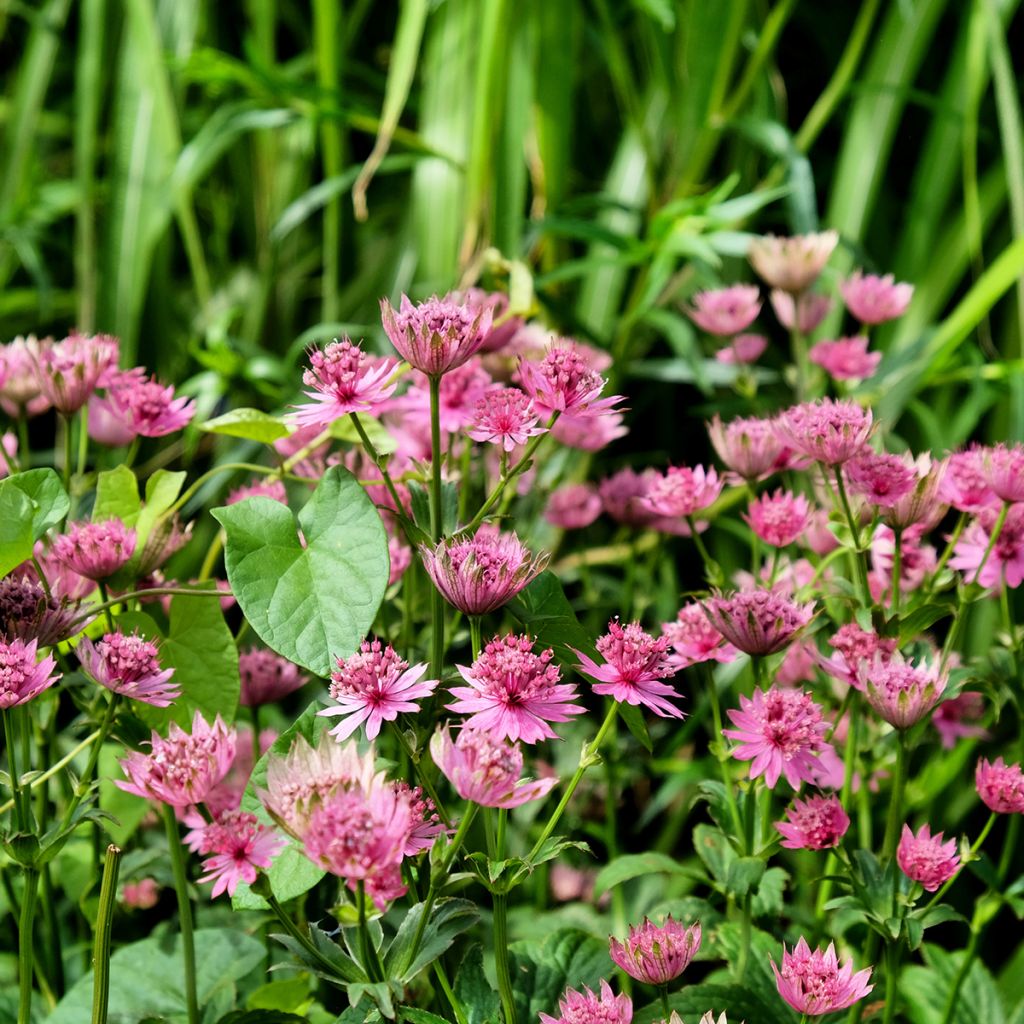 Astrantia major 'Roma'