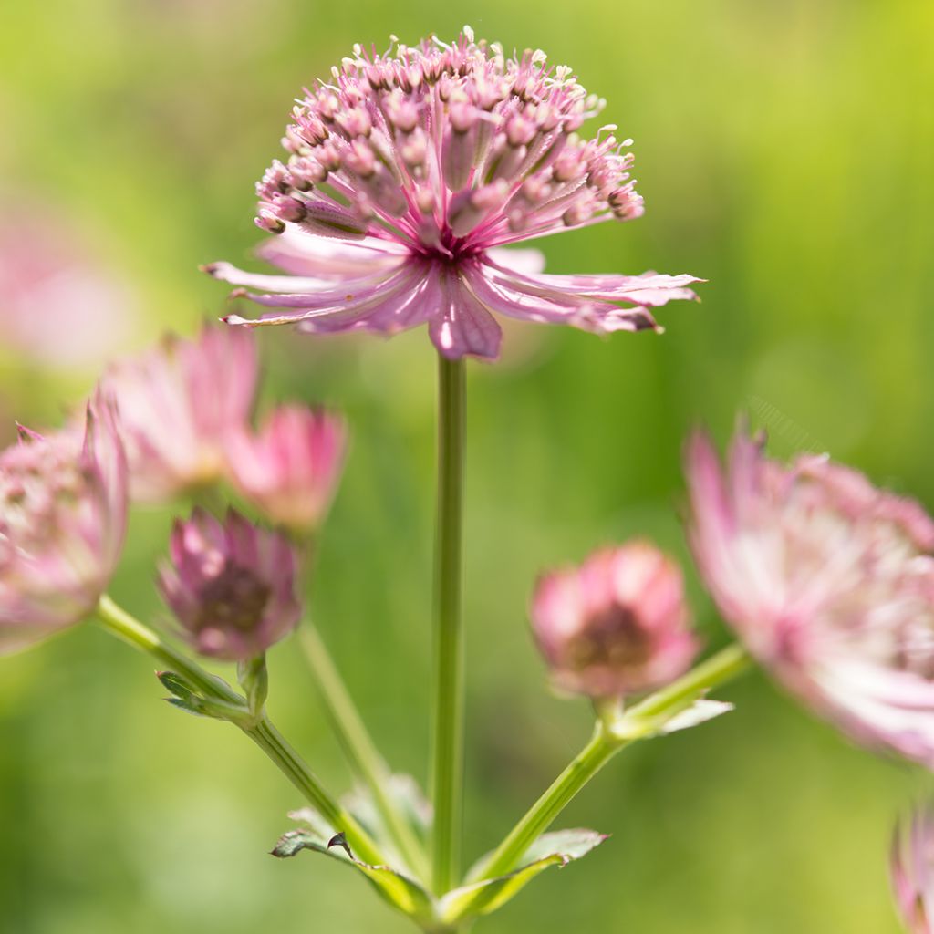 Astrantia major 'Roma'