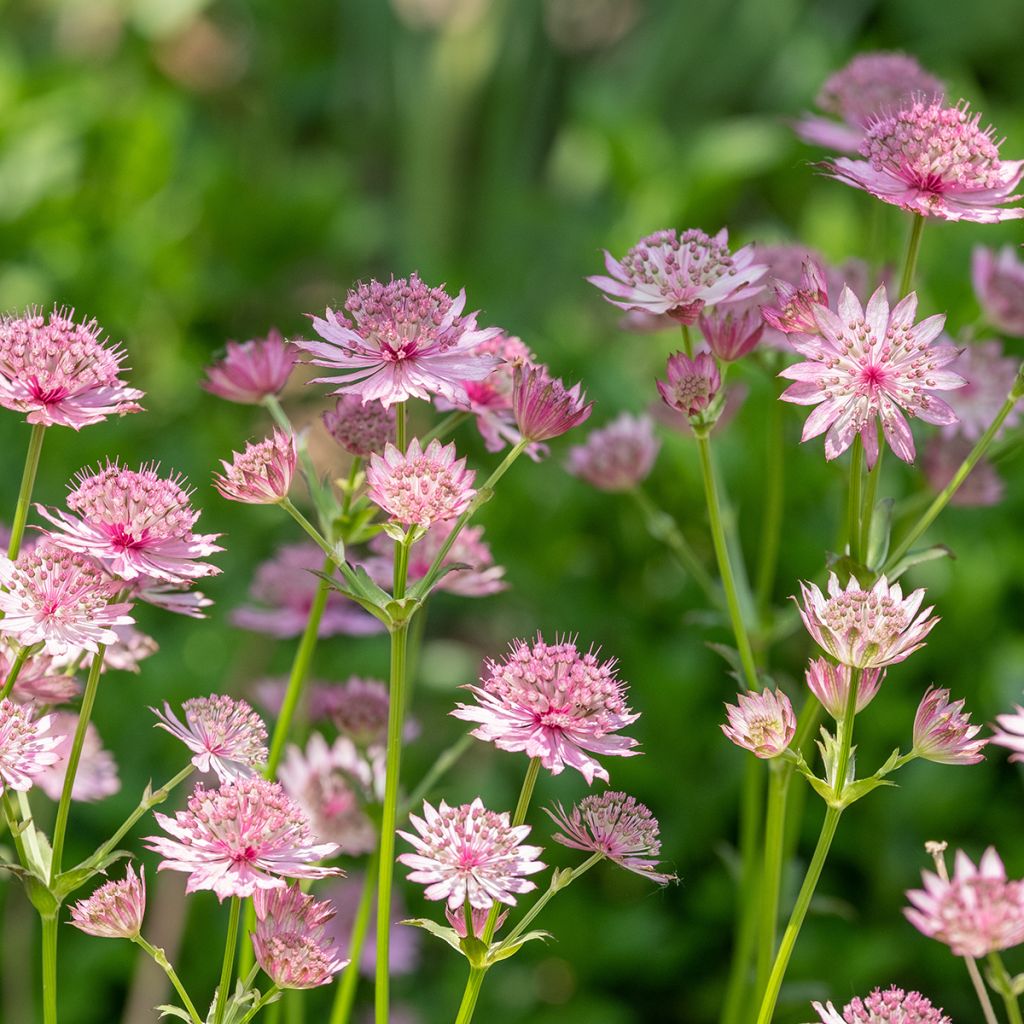 Astrantia major 'Roma'