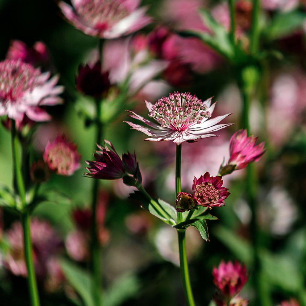 Astrantia major 'Roma'