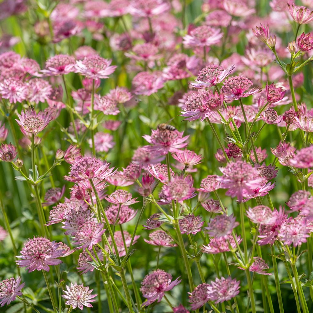 Astrantia major 'Roma'