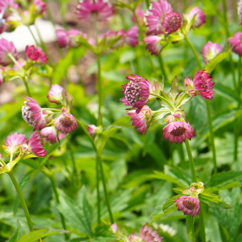 Astrantia major Ruby Cloud - Masterwort