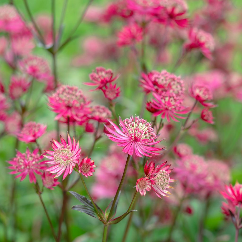 Astrantia major Ruby Star - Masterwort