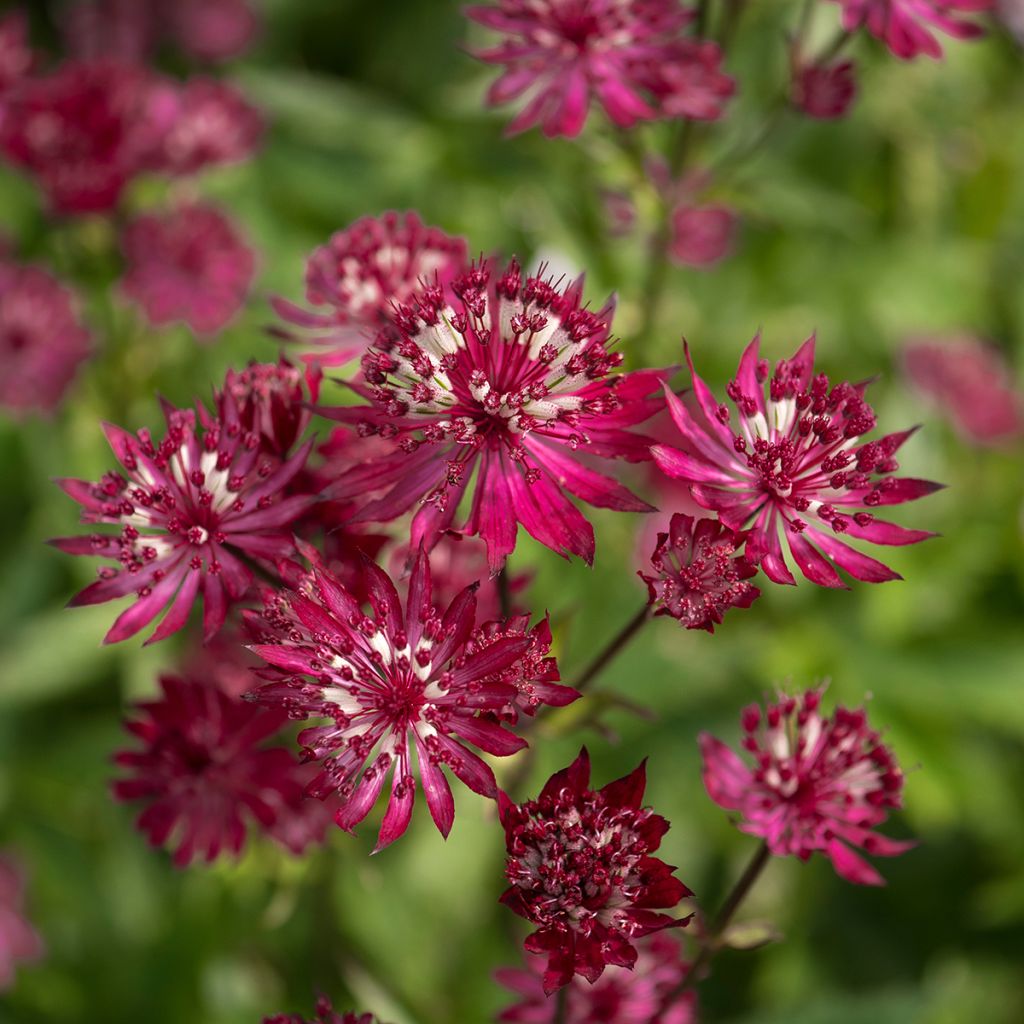 Astrantia major Ruby Wedding - Masterwort