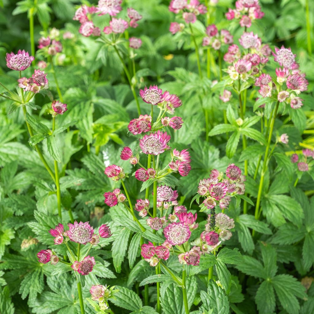 Astrantia major Ruby Wedding - Masterwort