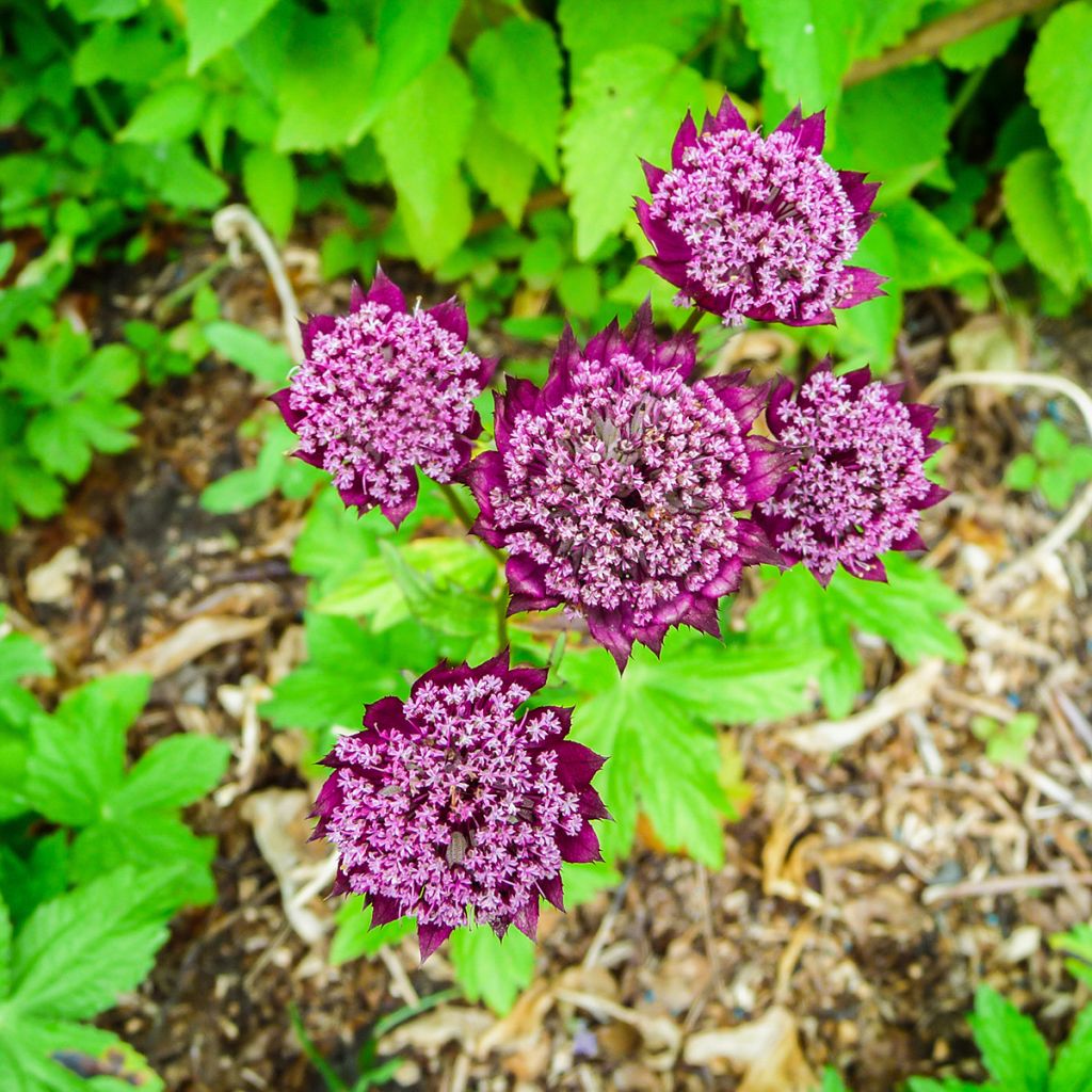 Astrantia major Ruby Wedding - Masterwort