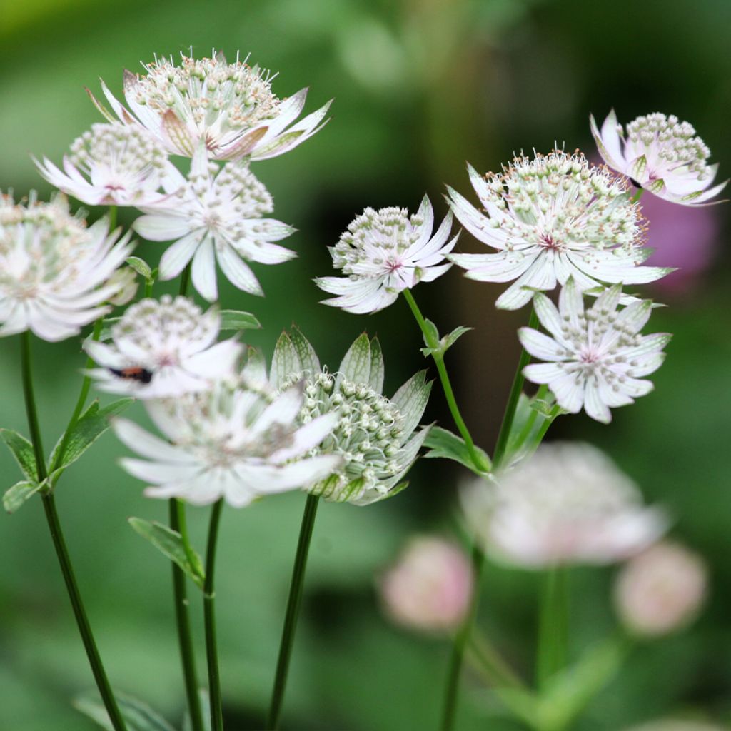 Astrantia major Shaggy - Masterwort