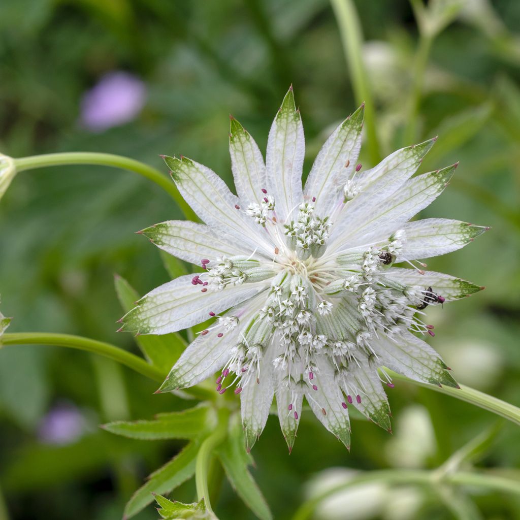 Astrantia major Shaggy - Masterwort