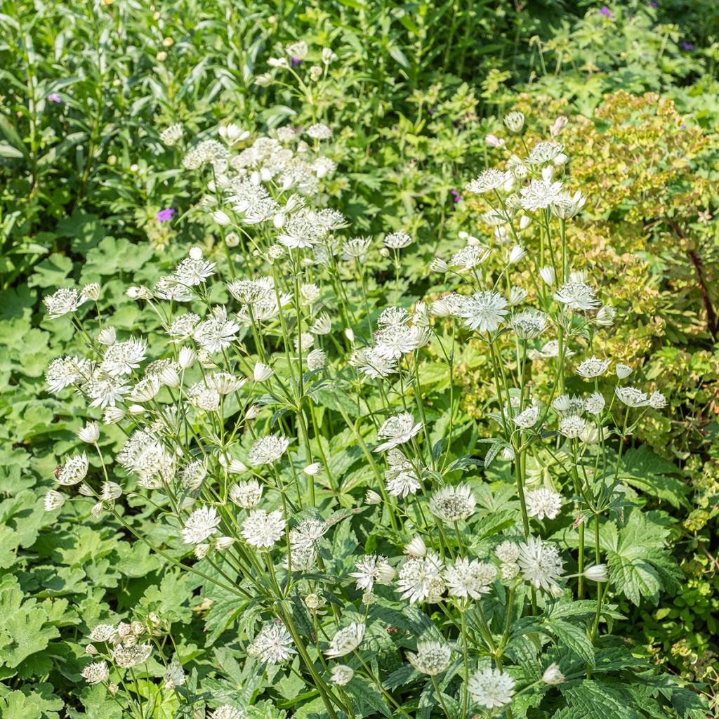 Astrantia major Shaggy - Masterwort