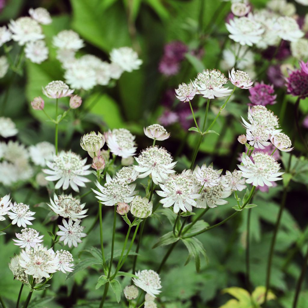 Astrantia major Shaggy - Masterwort