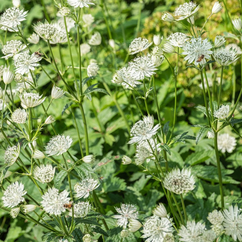 Astrantia major Shaggy - Masterwort