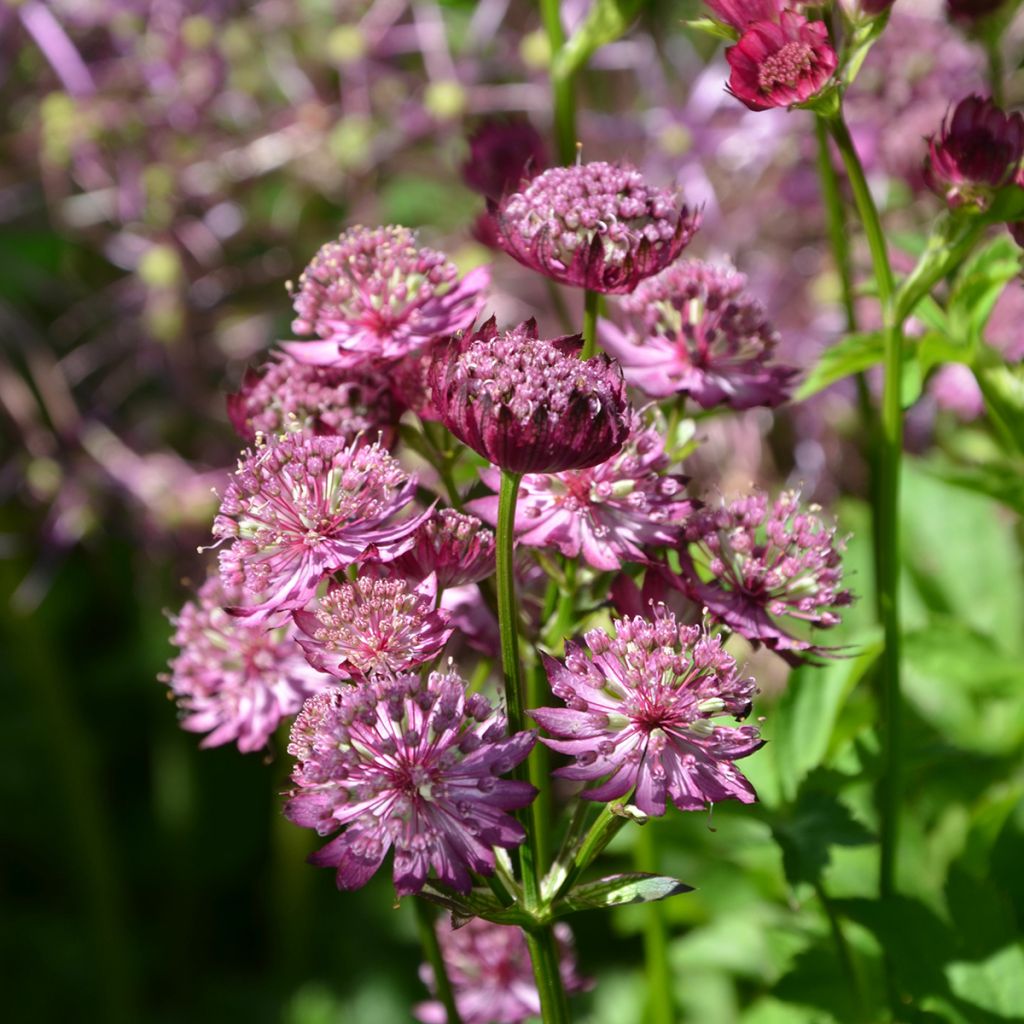 Astrantia major Star of Beauty - Masterwort